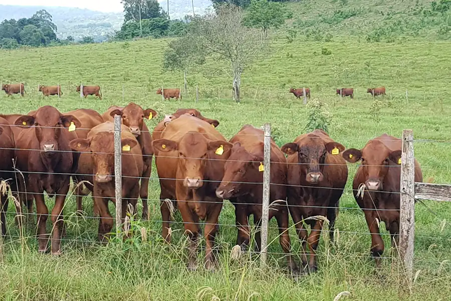 Nos especializamos en el sector Agropecuario